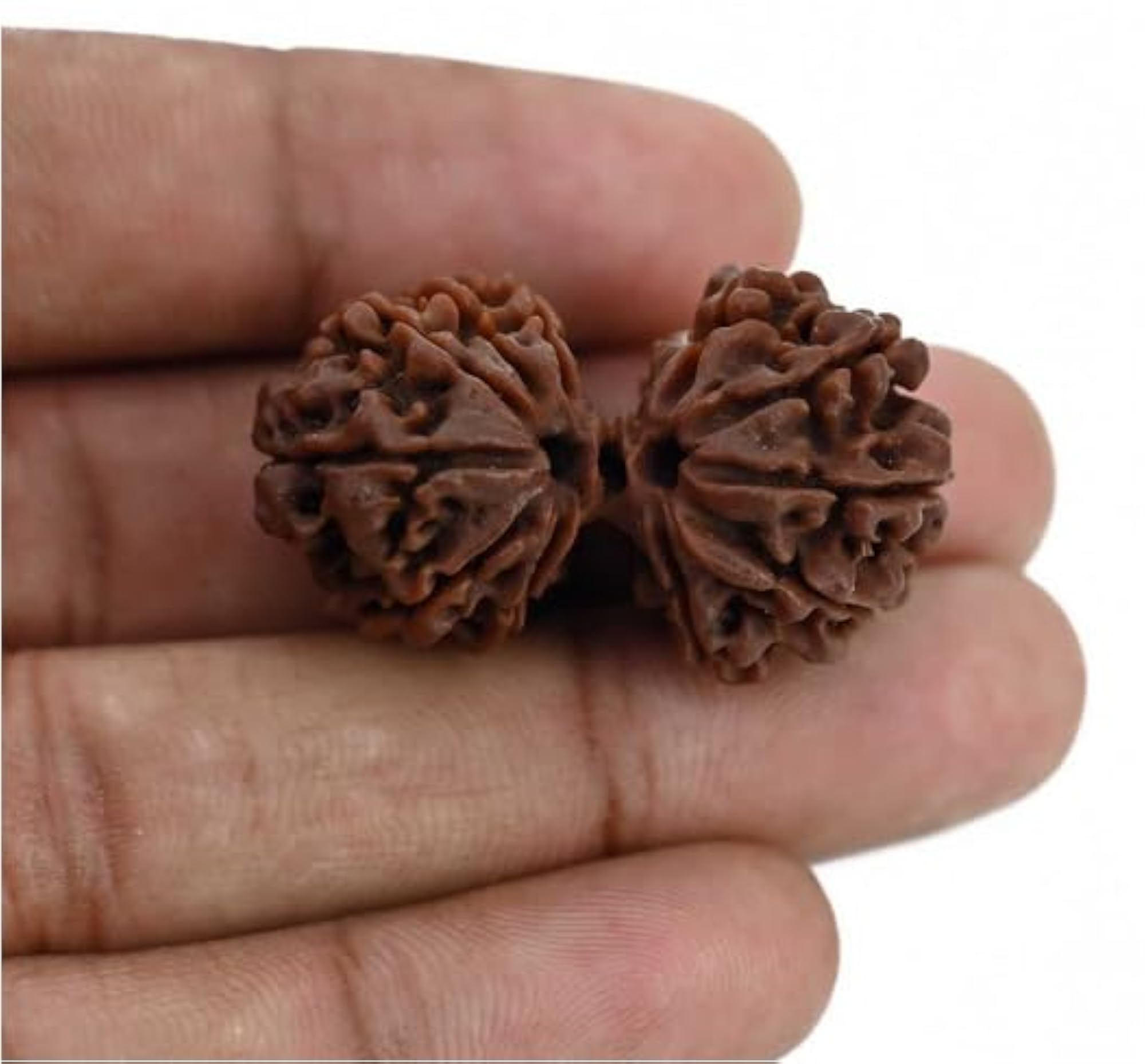 Natural Oval Gauri Shankar Rudraksha, Lab Certified